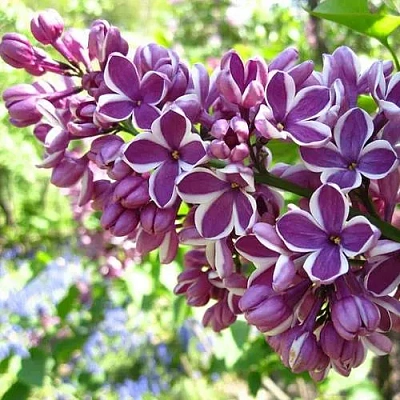 Сирень СЕНСАЦИЯ (привитая) в Горках