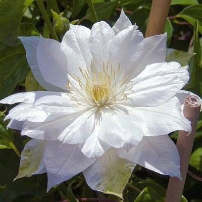 Клематис ДАЧЕСС ОФ ЭДИНБУРГ в Горках