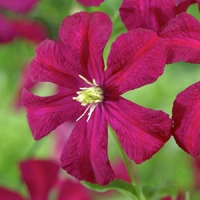 Клематис МАДАМ ДЖУЛИЯ КОРРЕВОН в Горках