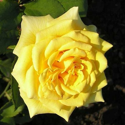 Роза ЛАНДОРА чайно-гибридная  в Горках