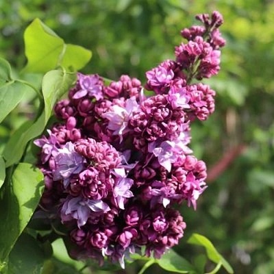 Сирень МАРШАЛ МАЛИНОВСКИЙ в Горках