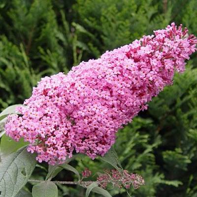 Буддлея давида ПИНК ДЕЛАЙТ в Горках