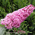 Буддлея давида ПИНК ДЕЛАЙТ в Горках