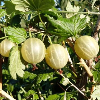 Крыжовник БЕЛОРУCСКИЙ САХАРНЫЙ 2 в Горках