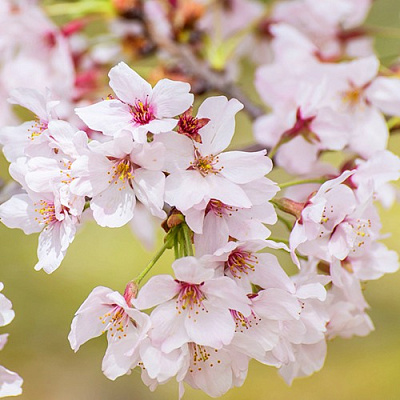 Сакура КОЙО НО МАЙ в Горках