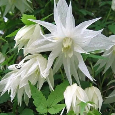 Княжик АЛЬБИНА ПЛЕНА белый махровый в Горках