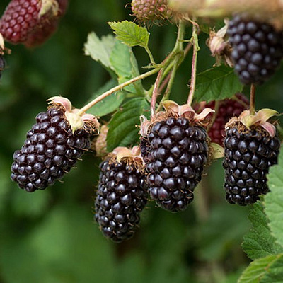 Ежемалина БОЙСЕНБЕРРИ в Горках