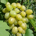 Виноград в Горках