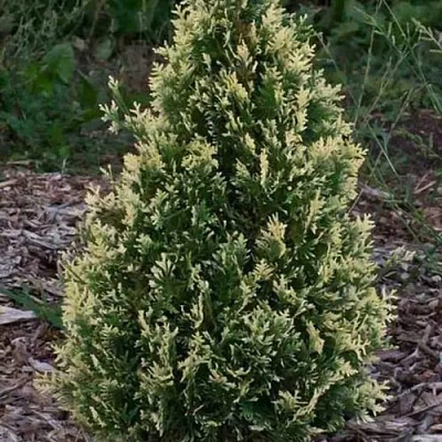 Туя БРАБАНТ ВАРИЕГАТТА западная в Горках