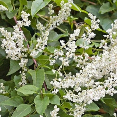 Фаллопия АУБЕРТА в Горках