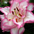 лилия Бьютитренд