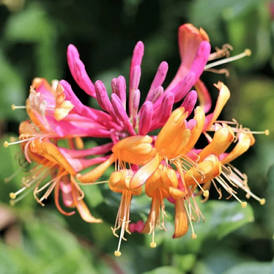 Жимолость ГЕКРОТА в Горках