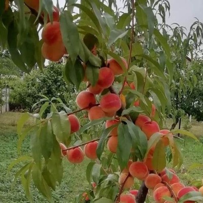 Персик ВУЛКАН в Горках