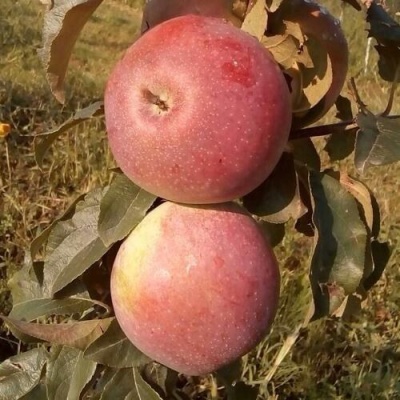 Яблоня АКСАМИТ в Горках