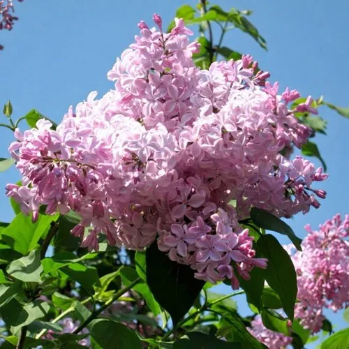 Сирень БУФФОН в Горках