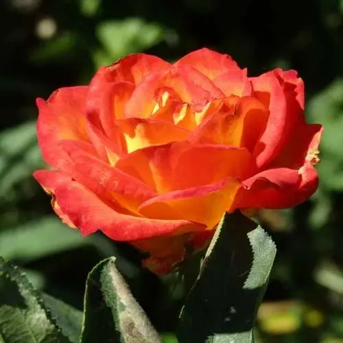 Роза ЛИНА чайно-гибридная  в Горках