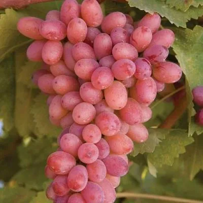 Розовый виноград в Горках