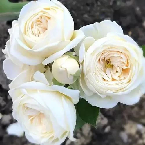 Роза АРТЕМИС шраб в Горках