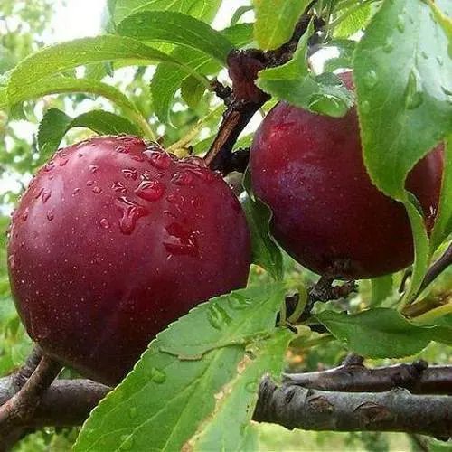 Слива КЛЕОПАТРА в Горках