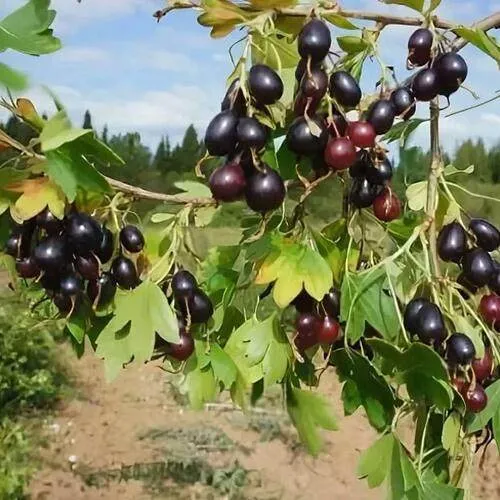 Смородина золотистая ЛЕВУШКА в Горках