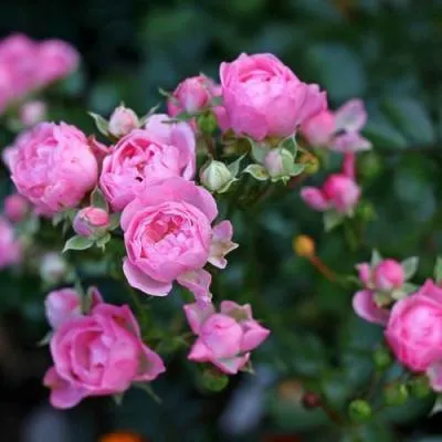 Роза полиантовая в Горках