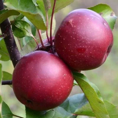Яблоня красномясая в Горках